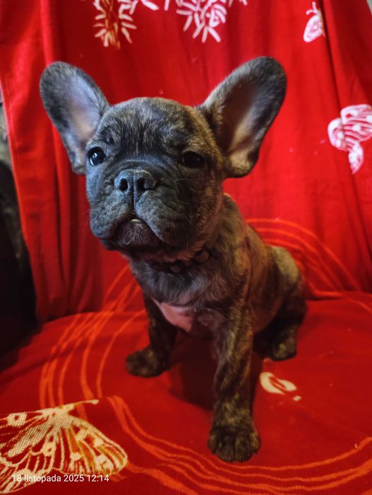 Buldog francuski, Piesek, Gotowy do odbioru, PASZPORT