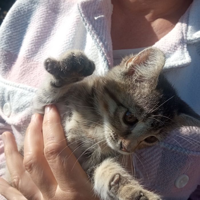 кошеня безкоштовно