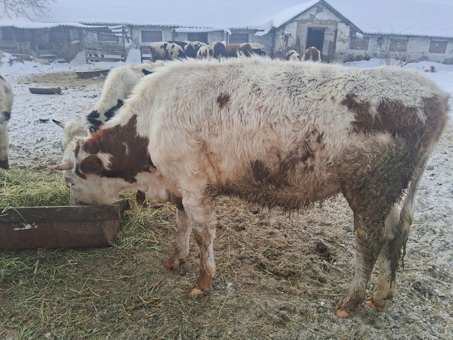 Продам тільні телички