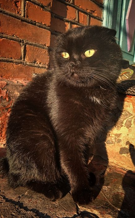 Котик для злучки