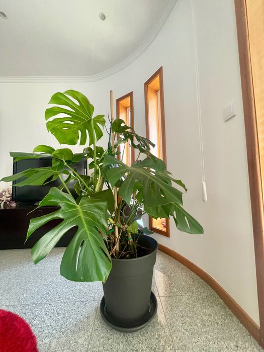 Monstera „Deliciosa“ Grande – Muito Saudável | 130 cm
