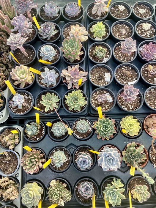 Lote de cerca de 5.000 cactos suculentas – ideal para revenda
