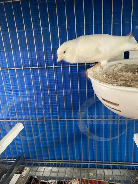 LER DESCRIÇÃO! vendo canarios! e gaiolas, dispenso tudo !