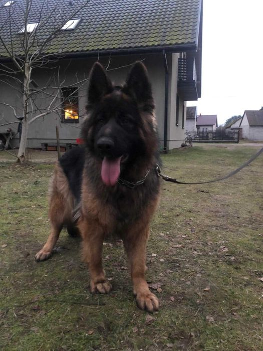 Owczarek Niemiecki długowłosy czarno podpalany suczka