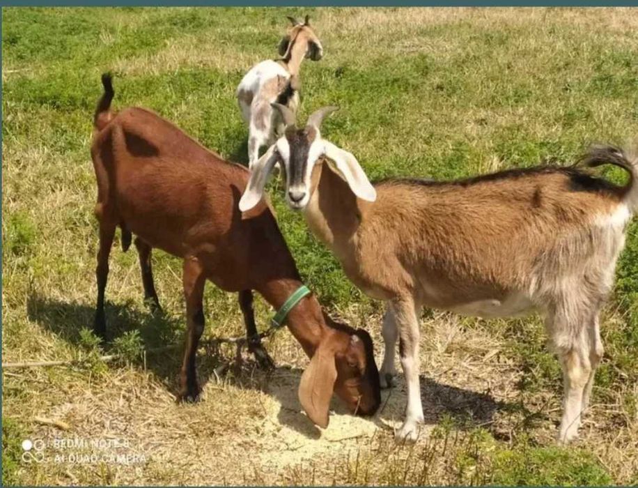 Нубійські кози різної масті