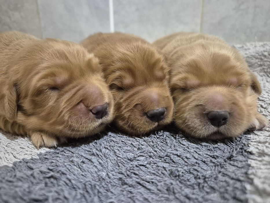 Ciemnozłoty samiec Golden Retriever