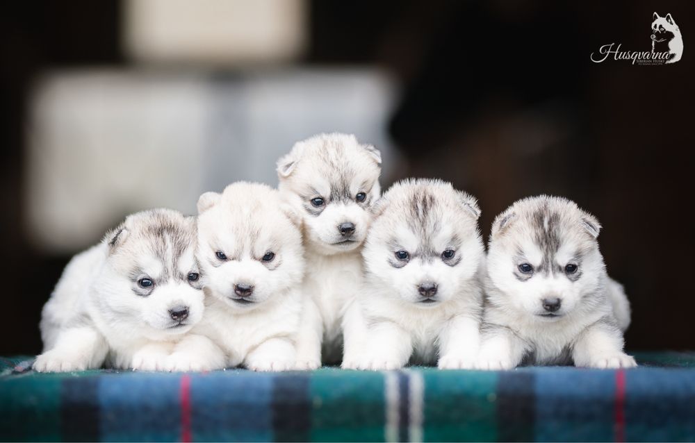 Piękny piesek Husky / hodowla FCI & ZKwP od 1994 roku