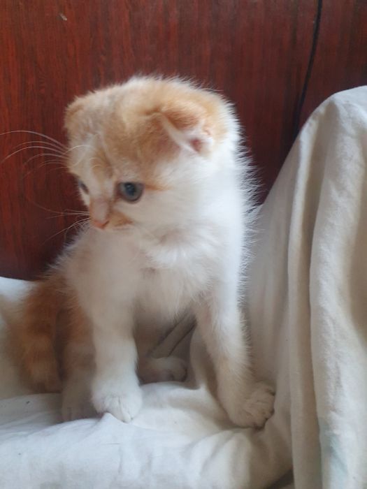 Шатландец вислоушка котик
