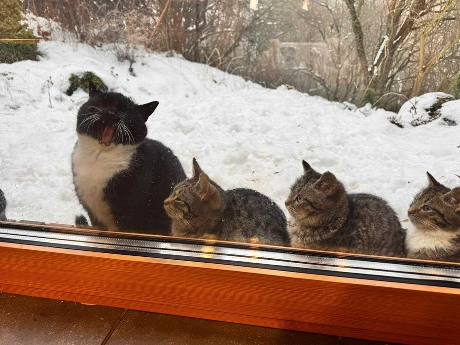 młode koty za darmo oddam w dobre ręce