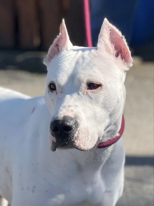 Американский стаффордширский терьер ( амстаф , стаффорд ) отдам