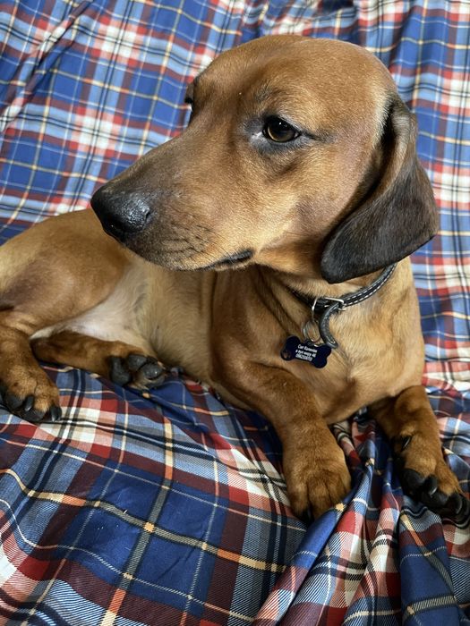 цуценя такси, стандартний, хлопчик