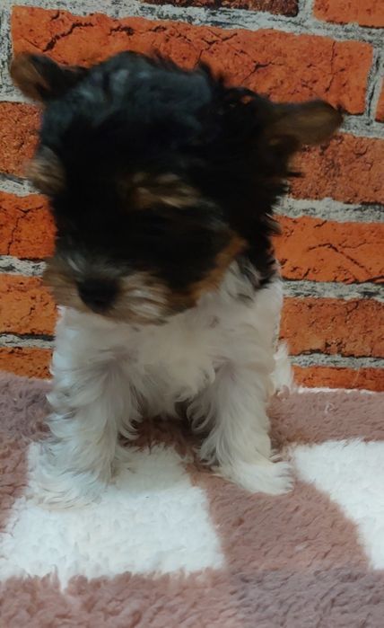 York biewer chłopak