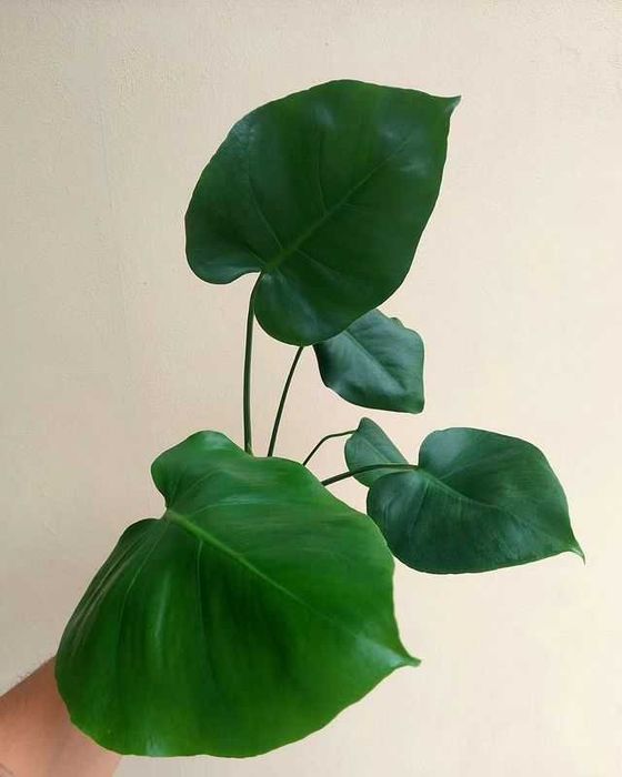 [Planta] Monstera deliciosa