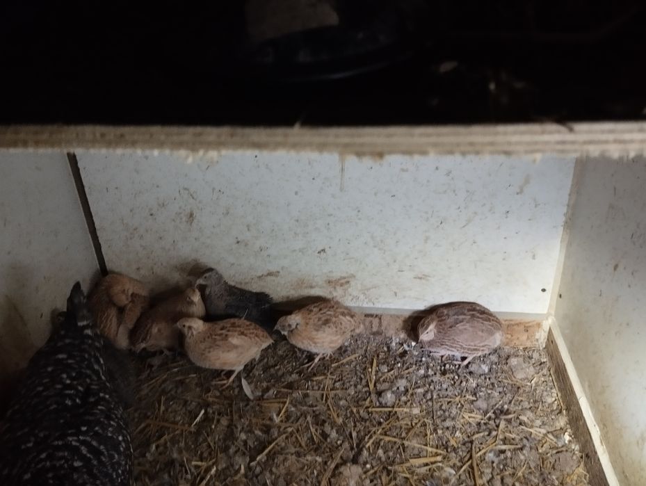 Vendo ovos de codorniz gigante