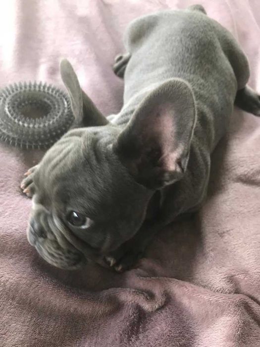 Buldog francuski błękitny samiec