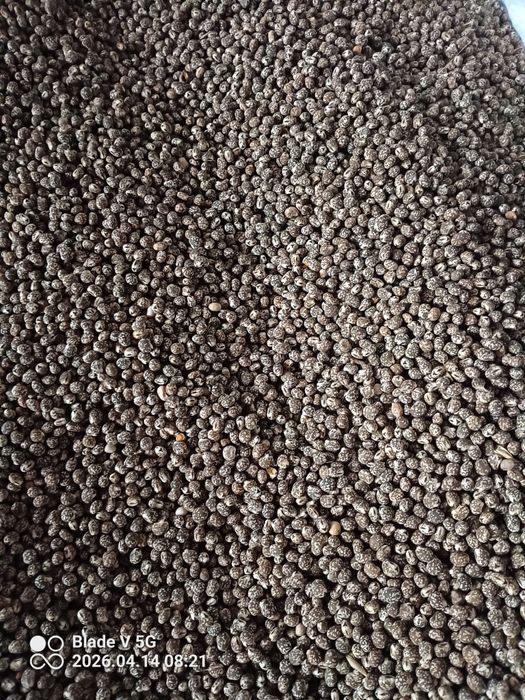 Sprzedam Łubin wąskolistny