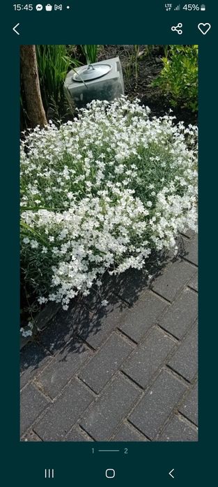 Rogownica biała. Bylina