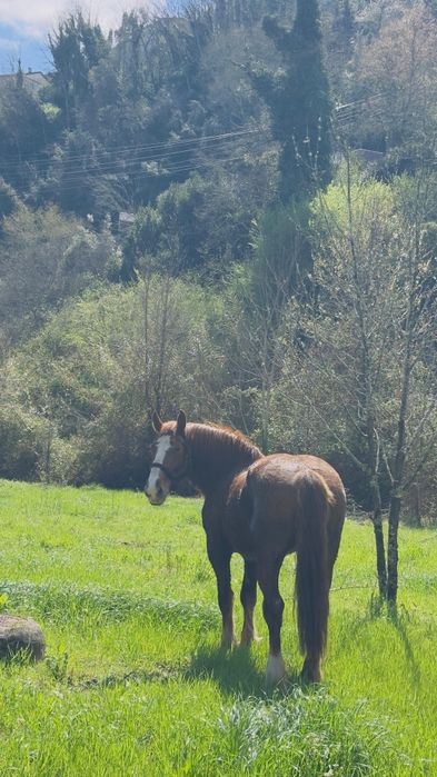 Vendo égua Breton