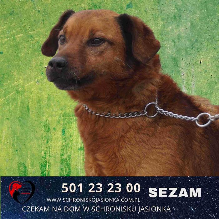 SEZAM do adopcji – Schronisko Jasionka