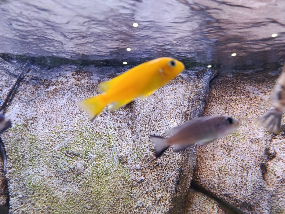 Ciclídeos africanos malawi