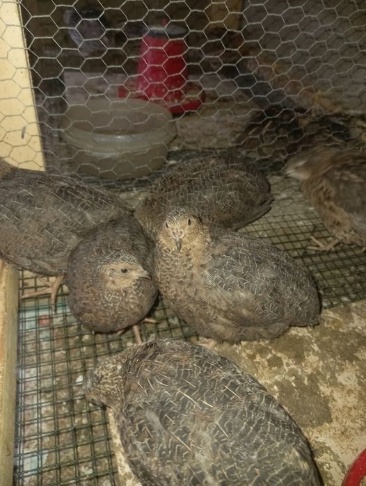 Codornizes Gigantes (várias mutações)