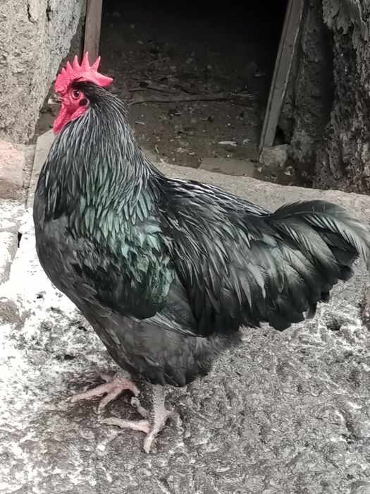 Півень,когут.Джерсійський гігант чорний