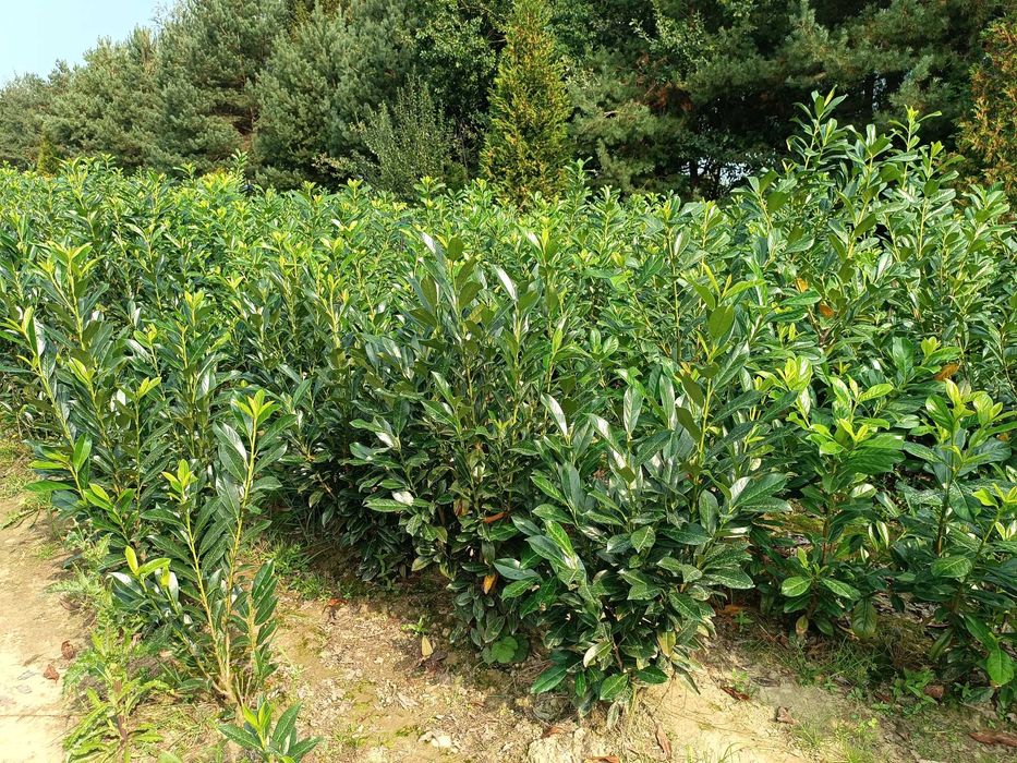 Laurowiśnia wschodnia! Sadzimy! Novita, Rotundifolia! Prunus! 200 cm!