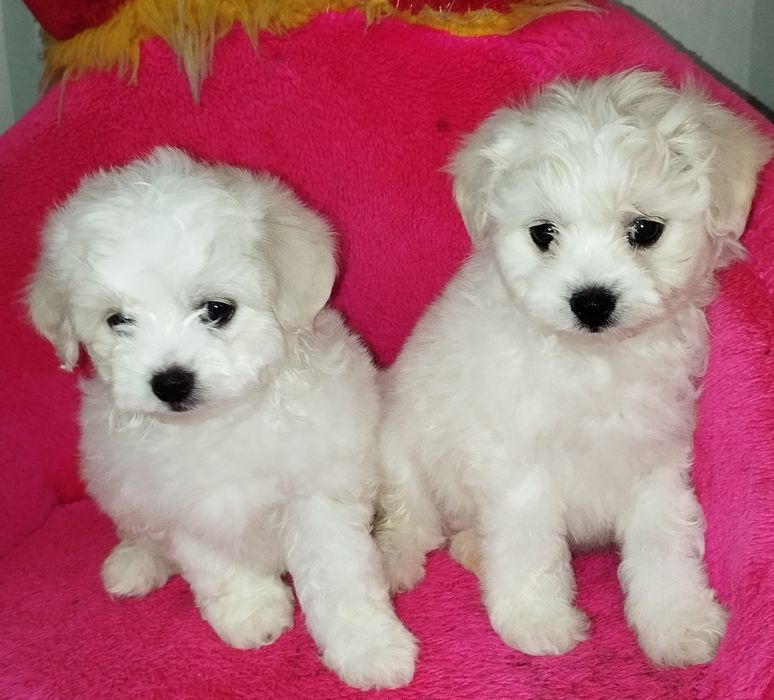 Мальтіпу дівчатка