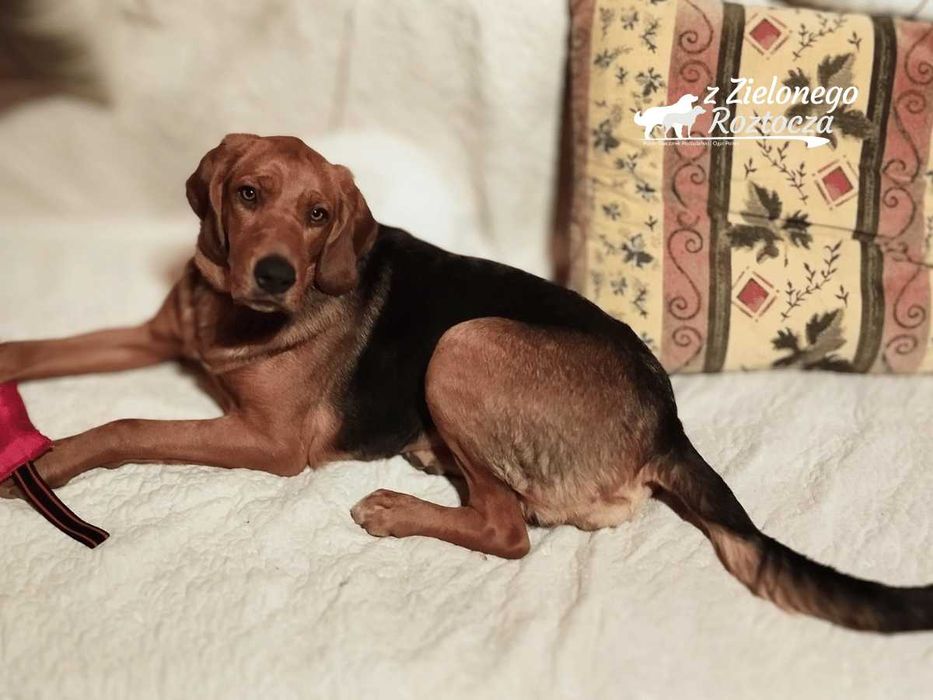 Ogar polski hodowla ZKwP/FCI - dostępny piesek!