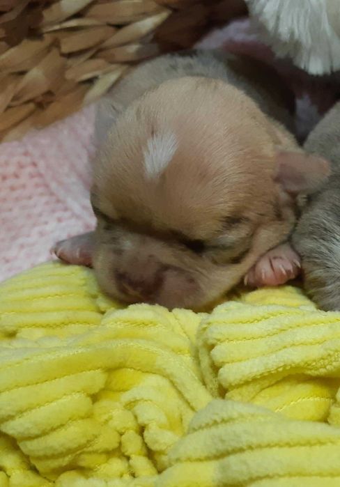 Chihuahua Suczka Beżowa Merle