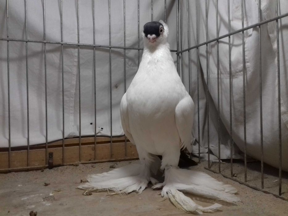 Krymek krymka krymki samiec z 2024 gołębie ozdobne