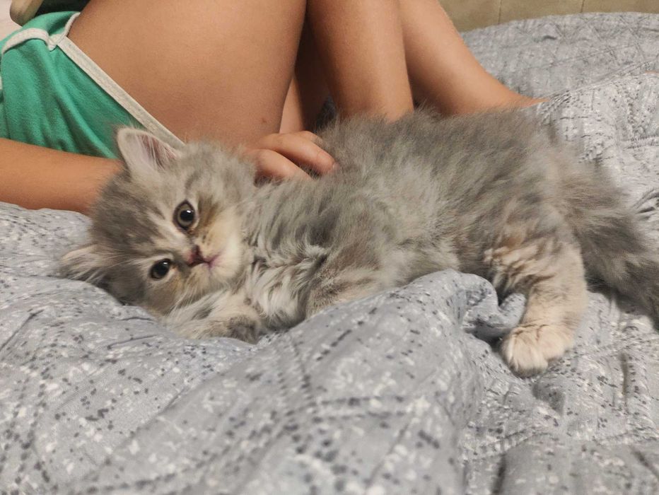 Кошенята Скотиш Братик і Сестричка