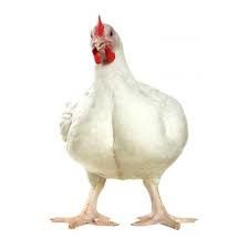 Курица бройлер некондиция и суповая