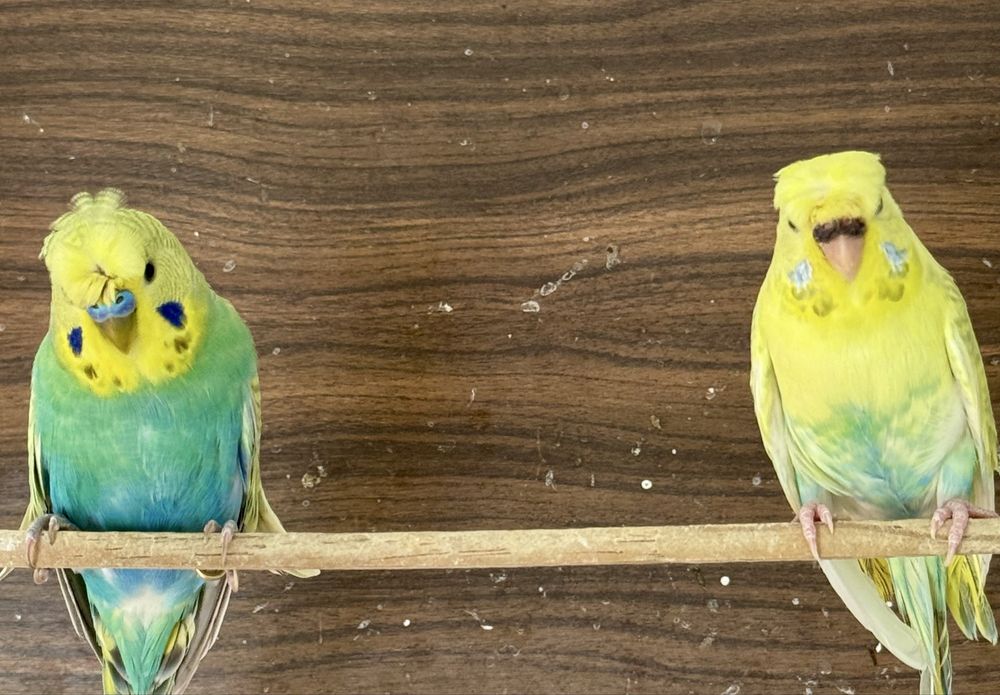Casal de periquitos