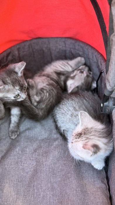Відамо котиків у добрі руки