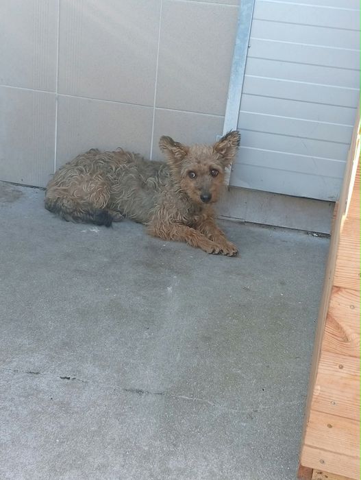 Malutkie Kudłacze do adopcji