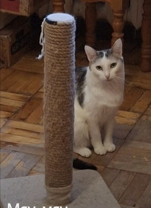 Тифани в добрые ручки