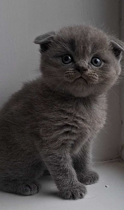 Кошенята шотландські