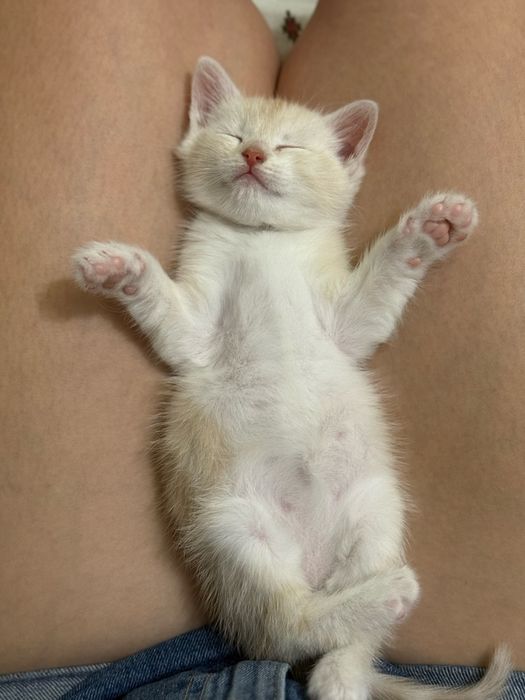 Котенятко шукає люблячу сімʼю