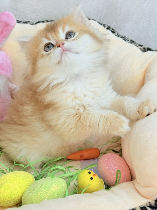 Золота шиншила 2 місяці