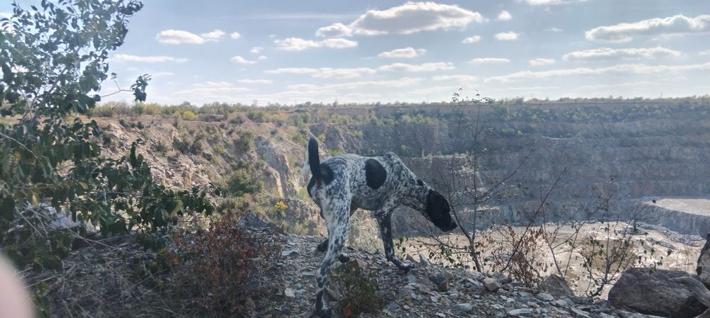 Отдаём курцхаара в хорошие руки