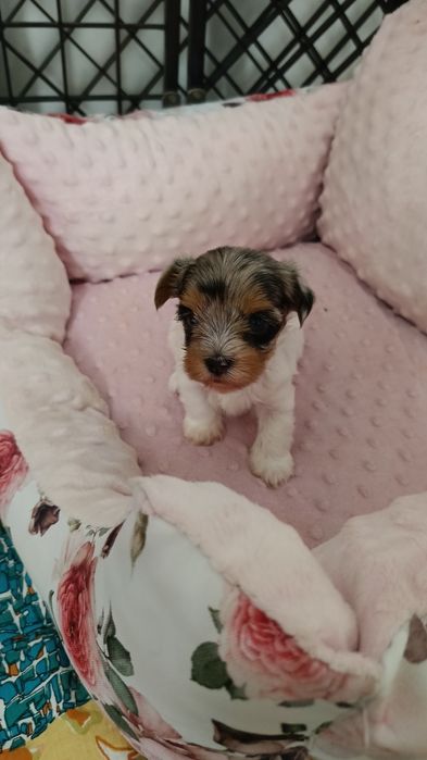 Sunia Yorkshire terrier malutka Bluebery