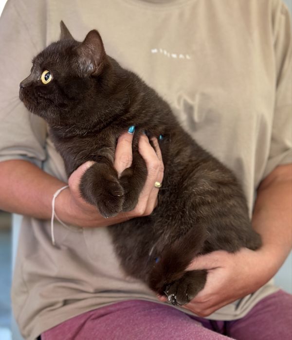 Kotka brytyjska czekoladowa FPL / FIFe