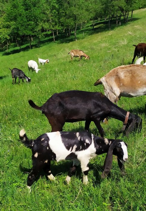 Каморі козенята віком 5-6 місяці