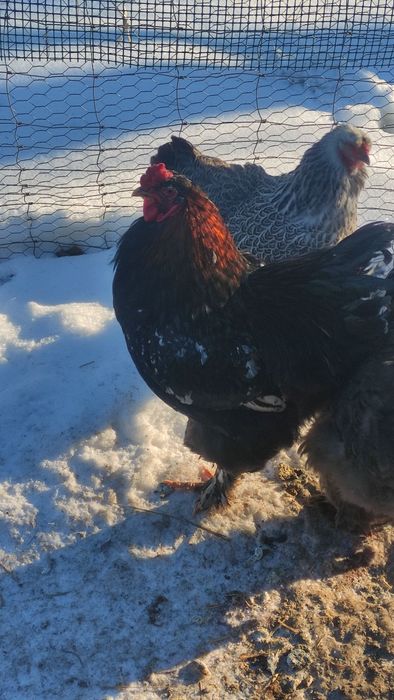 Kogut brahma sprzedam