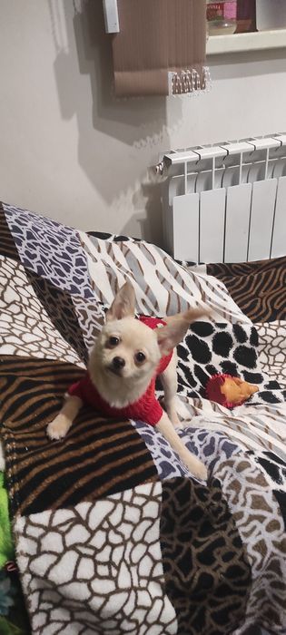 Чихуашка симпотуля