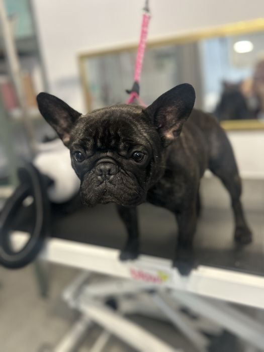 Psi fryzjer Salon groomerski Lilli