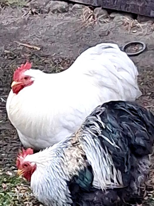 Kochin karzełek biały, kochiny