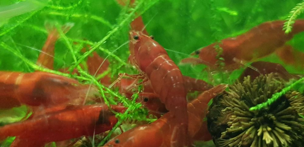 Krewetki Neocaridina Bloody Mary