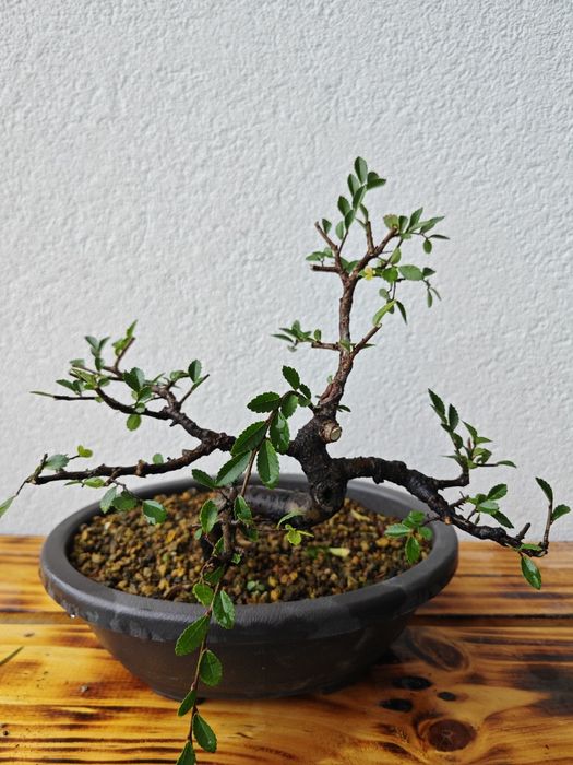 Pré-Bonsai Ulmeiro chinês
